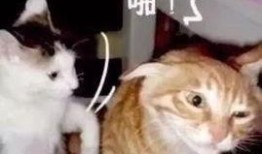 娱乐吃瓜君猫猫生气歌,娱乐吃瓜君带你领略萌宠音乐魅力