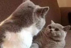 娱乐吃瓜君猫猫生气歌,娱乐吃瓜君带你领略萌宠音乐魅力