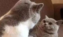 娱乐吃瓜君猫猫生气歌,娱乐吃瓜君带你领略萌宠音乐魅力