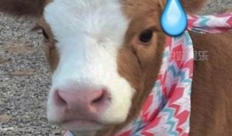 娱乐吃瓜酱雪貂,娱乐界的“雪貂酱”现象解析